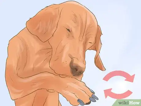 Image titled Diagnose Behavioral Dysfunction in Senior Dogs Step 4