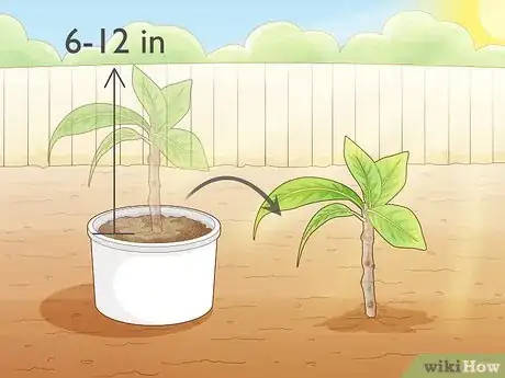 Image titled Grow a Noni Tree Step 16