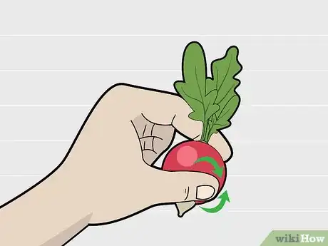 Image titled Choose Radishes Step 5