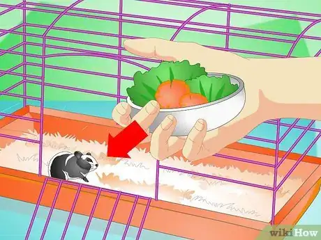 Image titled Keep a Hamster Healthy Step 6