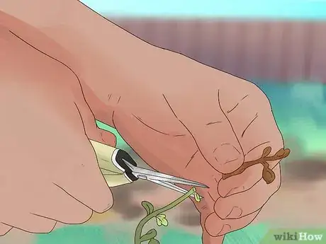 Image titled Grow Chickpeas Step 15