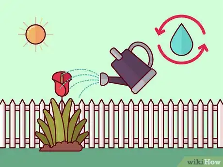 Image titled Get Calla Lilies to Flower Step 6