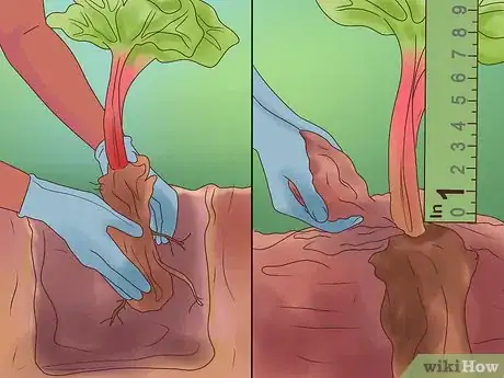 Image titled Divide Rhubarb Plants Step 12