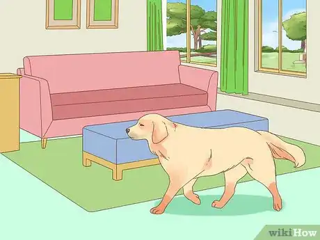 Image titled Care for a Dog Blind from Birth Step 3