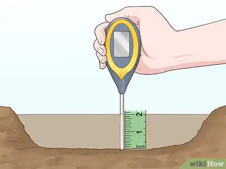 Image titled Plant Easter Lilies Step 4