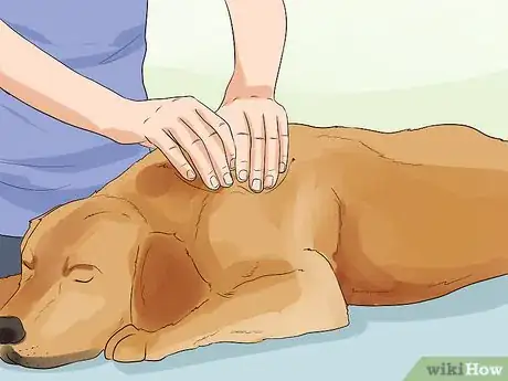 Image titled Holistically Care for a Dog Step 13