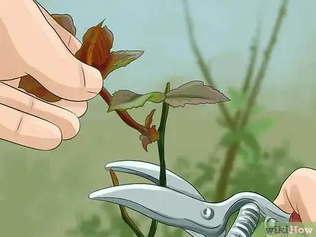Image titled Grow Roses Organically Step 16