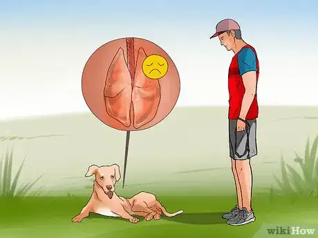 Image titled Diagnose Canine Cancer Step 3