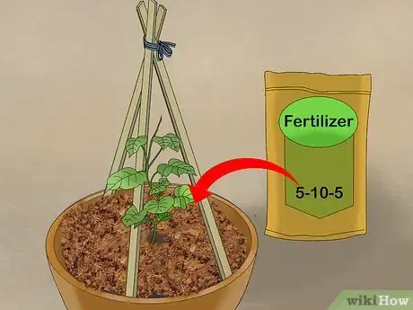 Image titled Grow Cucumbers in Pots Step 19