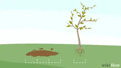 Image titled Grow Birch Trees Step 18