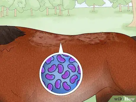 Image titled Prevent Rain Rot in Horses Step 5