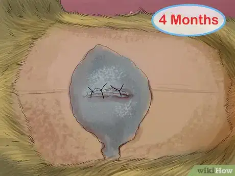 Image titled Reduce Ferret Odor Step 4