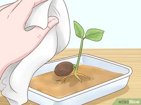 Image titled Grow a Rubber Tree Step 9