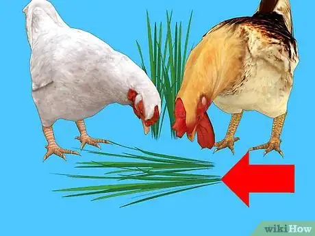 Image titled Feed Chickens Organically Step 4