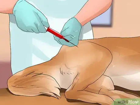 Image titled Diagnose Canine Cancer Step 8