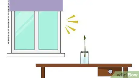 Image titled Grow a Ficus Benjamina Step 6