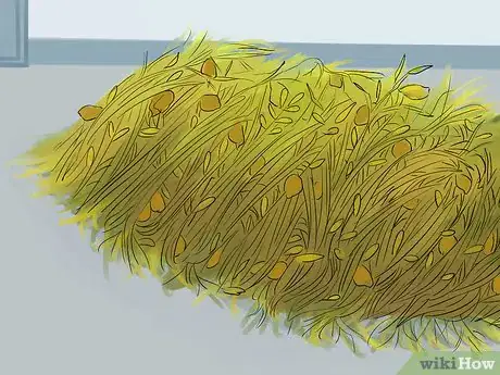 Image titled Harvest Lentils Step 7