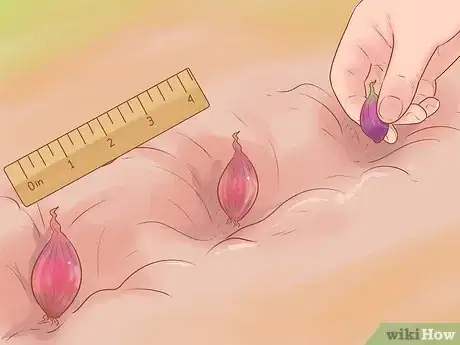 Image titled Grow Red Onions Step 10