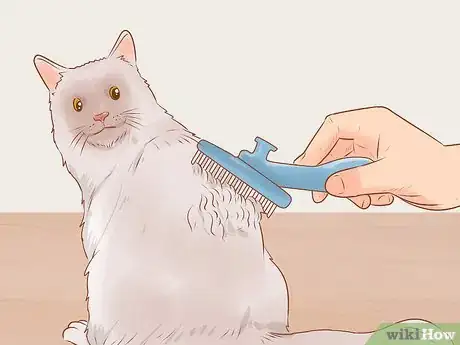 Image titled Make Daily Life Easier for a Mobility‐Impaired Cat Step 5