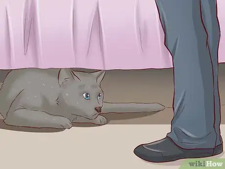 Image titled Get a Cat for a Pet Step 19