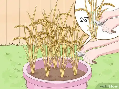 Image titled Plant Rice Indoors Step 14