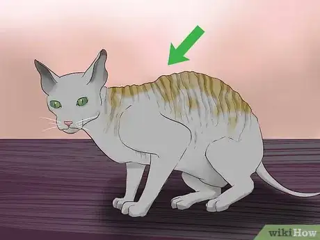 Image titled Identify a Cornish Rex Step 2