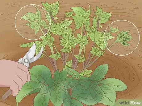 Image titled Grow Hellebore Step 12