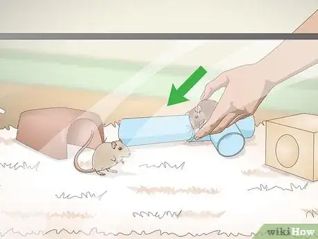 Image titled Spoil Your Gerbils Step 11
