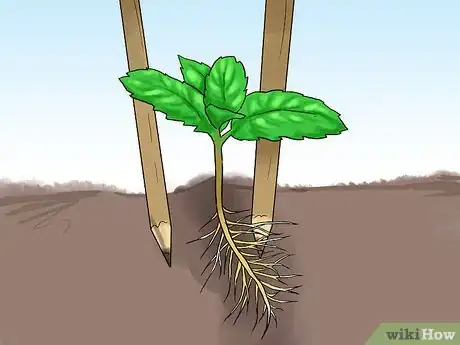 Image titled Grow Mint in a Pot Step 19