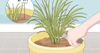 Grow Chives Indoors
