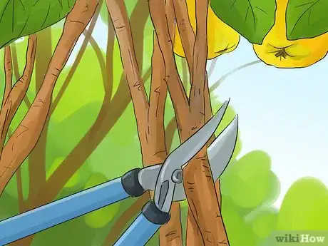 Image titled Prune a Quince Tree Step 9