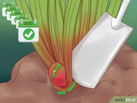 Image titled Divide Rhubarb Plants Step 17