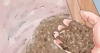 Care for a Sandfish Skink