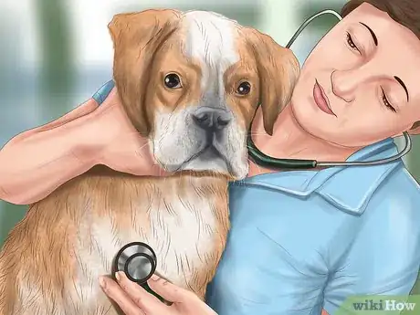 Image titled Diagnose Heart Conditions in Boxers Step 6