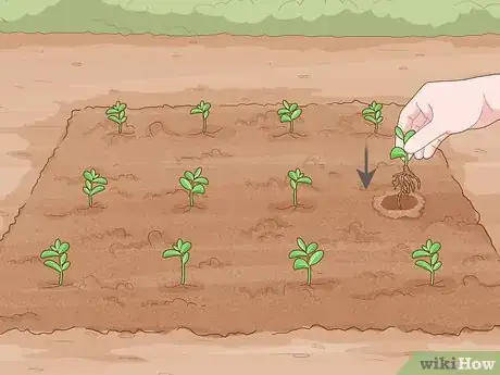 Image titled Grow Night Scented Stock Step 16