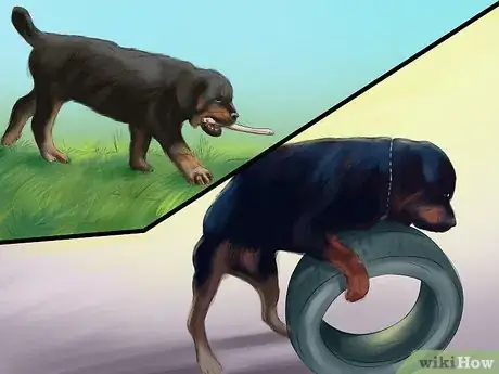 Image titled Adopt a Rottweiler Step 19
