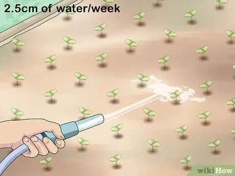 Image titled Grow Vegetables in Small Gardens Step 16