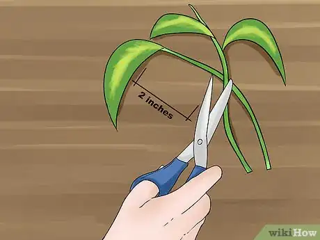 Image titled Propagate a Golden Pothos Step 2
