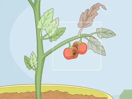 Image titled Identify Tomato Plant Diseases Step 5