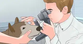 Diagnose Autoimmune Disorders in Siberian Huskies