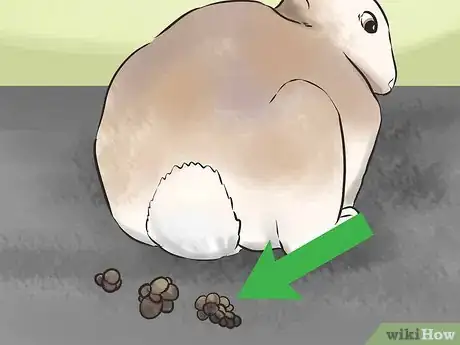 Image titled Select a Show Rabbit Step 13