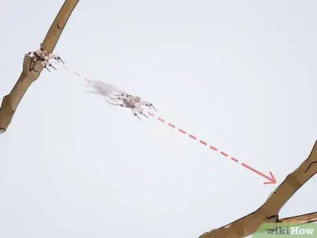 Image titled Identify a Portia Spider Step 8