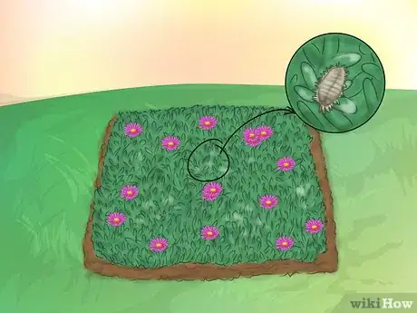 Image titled Grow Ice Plants Step 16