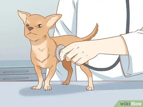Image titled Prevent Your Chihuahua from Behaving Badly Step 19