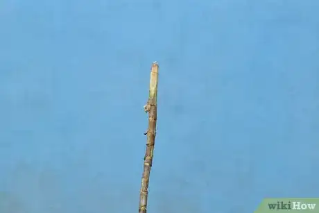 Image titled Grow Flowering Plants Through Stems Step 9