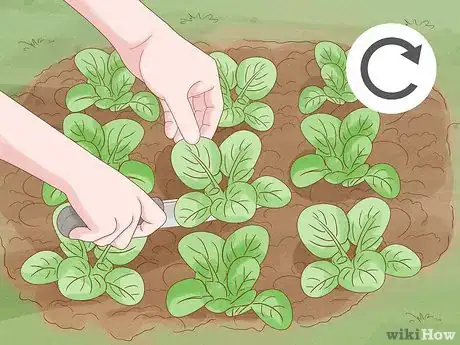 Image titled Grow Tatsoi Step 13