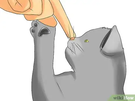 Image titled Choose an Ideal Kitten Step 4