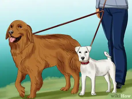 Image titled Introduce a Puppy to a Dog Step 3