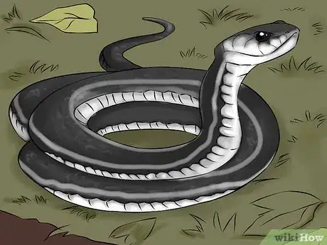 Image titled Catch a Garter Snake Step 1