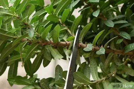 Image titled Grow Flowering Plants Through Stems Step 3